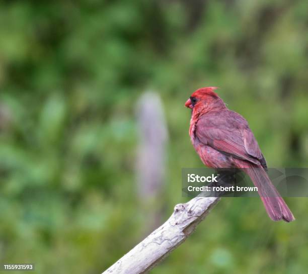 Male Cardinal Bird On Tree Branch Stock Photo - Download Image Now - Animal, Animal Wildlife, Animals In The Wild