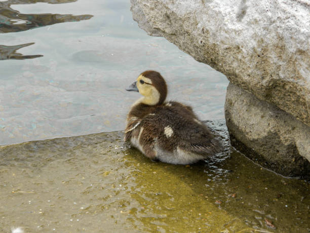 istock Duckling in an urban park 1155931921
