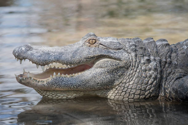 istock American Alligator with Mouth Open 1155931957