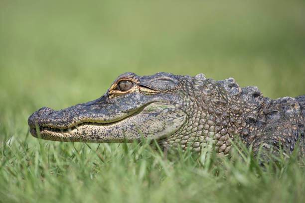istock Young American Alligator on Lawn 1155931959