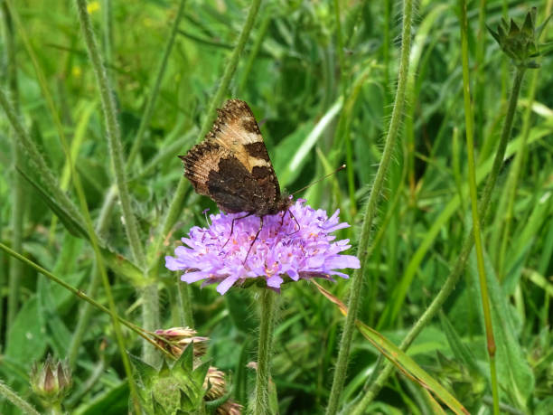 istock Butterfly large tortoiseshell,  Nymphalis xanthomelas, resting on a Field Scabious, in the  middle of a medow on a sunny summer day 1155932209