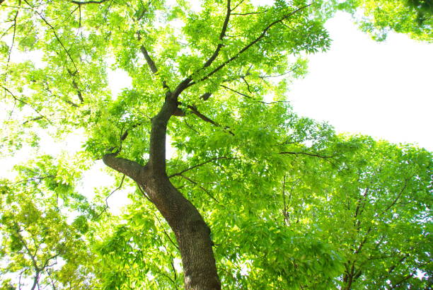 istock Fresh trees and beautiful flowers 1155936604