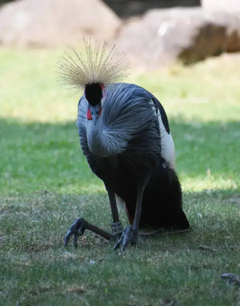 Beautiful African crowned crane bird sitting in a shady spot.