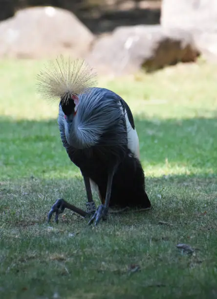 African crowned crane sitting in a shady area.