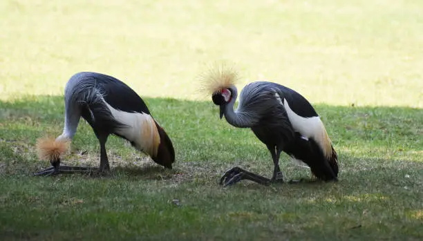 Two crowned cranes kneeling on the grass.