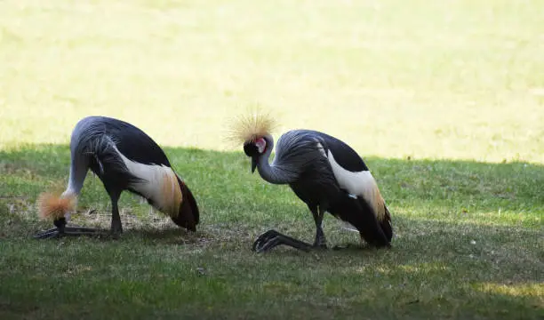 Pair of African crowned cranes in green grass.