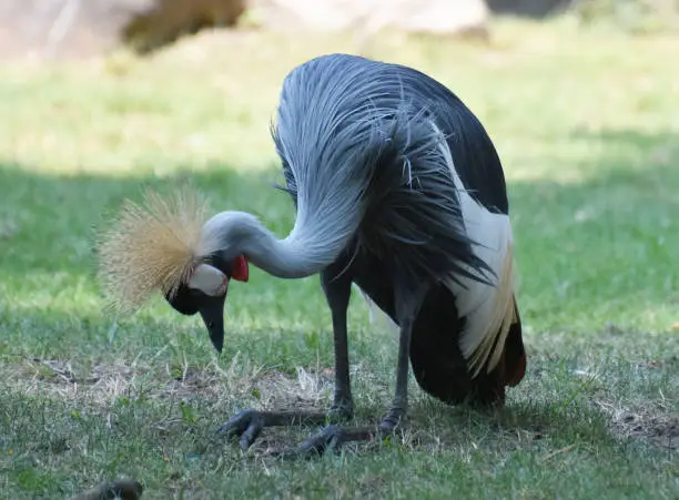 Amazing grey crowned crane looking for food in the grass.