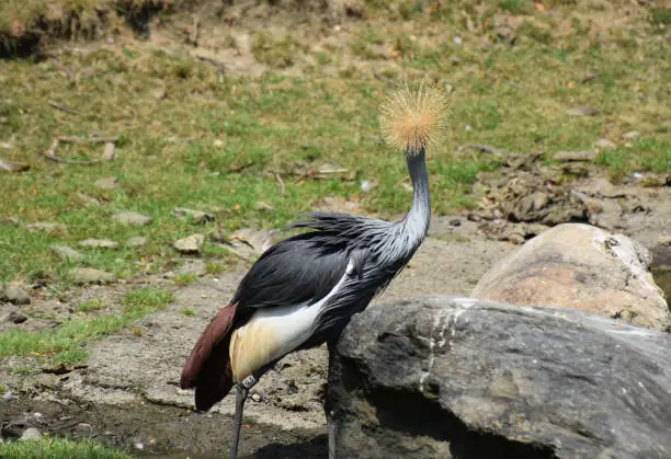 A look at the backside of a south African crowned crane.