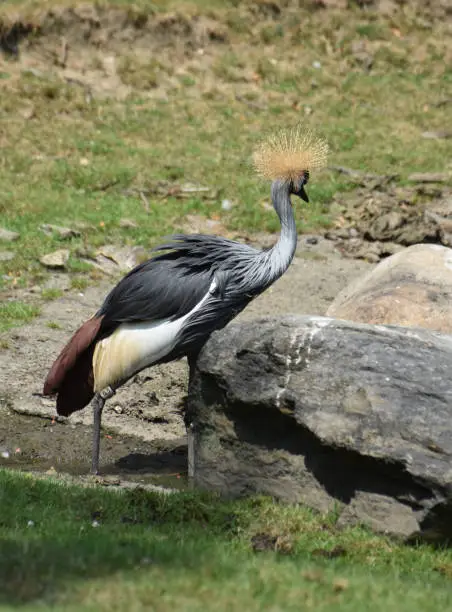 Large crowned crane standing beside two large rocks.