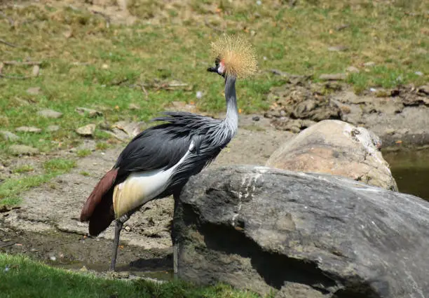 Large East African Crowned Crane standing near a group of boulders.