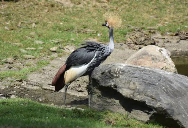 Wild grey crowned crane with ruffled feathers.