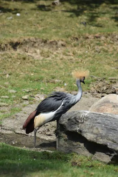 Amazing look at a South African crowned crane bird.