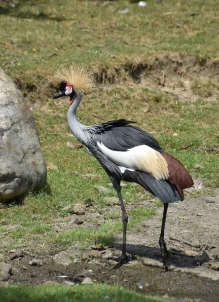 Wild east African crowned crane walking near boulders.