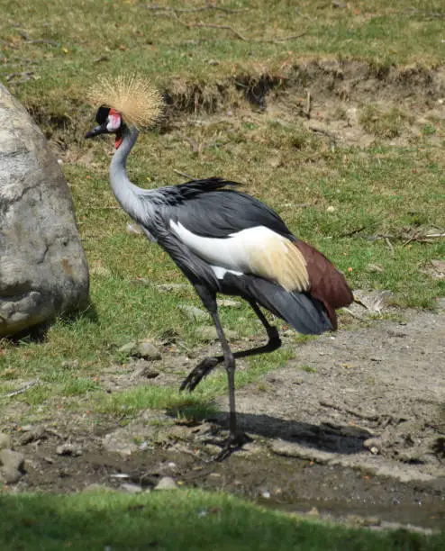 Amazing look at a walking East African Crowned Crane.