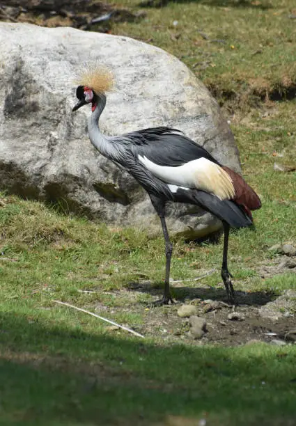 Profile of a east African crowned crane walking away.