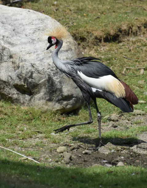Foot raised on an east African crowned crane near a boulder.