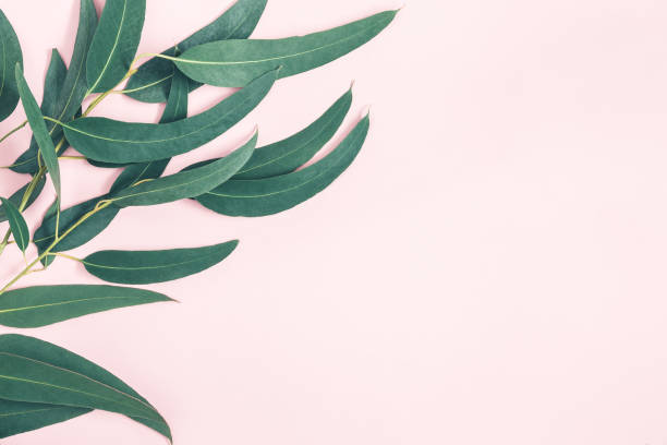 istock Flowers composition. Eucalyptus leaves on pastel pink background. Flat lay, top view, copy space 1155939563