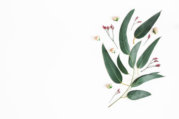istock Flowers composition. Eucalyptus leaves and pink flowers on white background. Flat lay, top view, copy space 1155939592