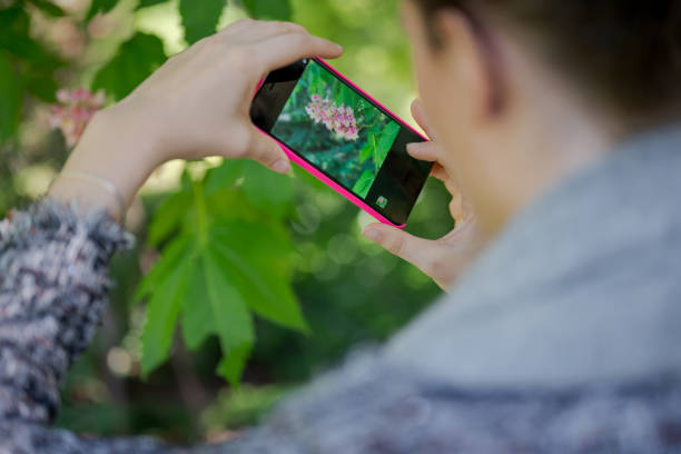 istock Photographing flowers using smart phone 1155940012
