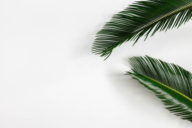 istock Tropical palm leaves on white background. Summer concept. Flat lay, top view, copy space 1155940065