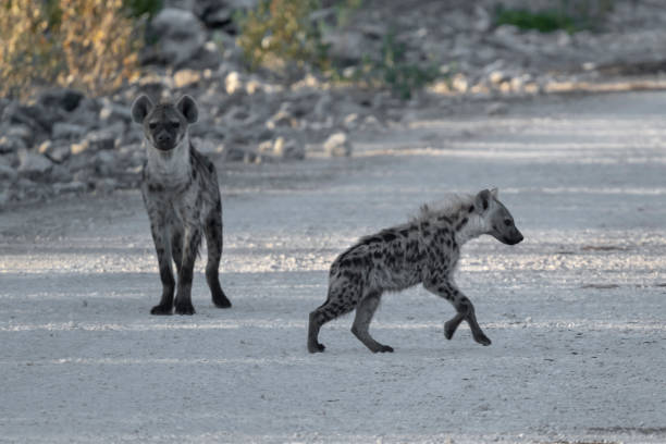 istock Alert Spotted Hyena, Etosha Nartional Park, Namibia 1155940938