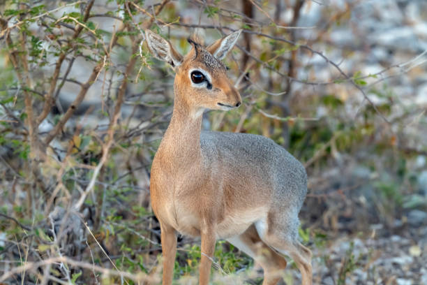 Damara dik-dik, a subspecies of Kirk's dik-dik (Madoqua kirkii damarensis) in Etosha National Park, Namibia.