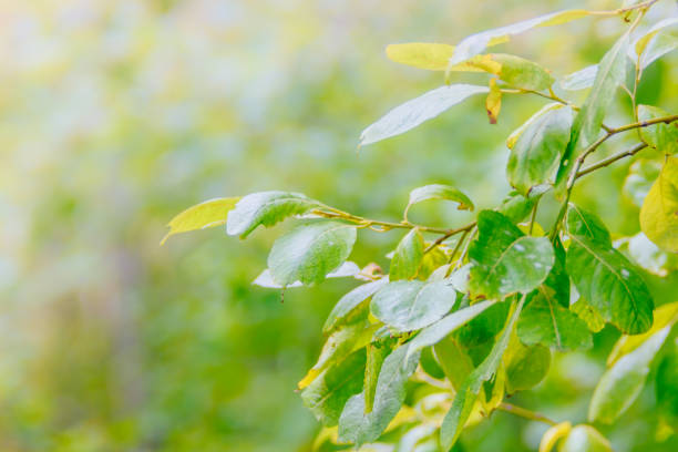 istock Abstract defocused nature background with green leaves, branches and bokeh 1155941043
