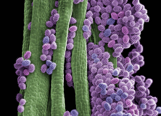 Pollen grains on flower anther, SEM Pollen grains on Cosmos bipinnatus anther. Cosmos bipinnatus is a flowering herbaceous plant in the Asteraceae family, known commonly as garden cosmos or Mexican aster. This herb is a common plant of open fields, roadsides. The variably colored flowers also make it a popular ornamental garden plant. The anthers are the male reproductive parts that produce the pollen. Coloured scanning electron micrograph (SEM), magnified x150 when printed at 10cm wide. electron microscope stock pictures, royalty-free photos & images
