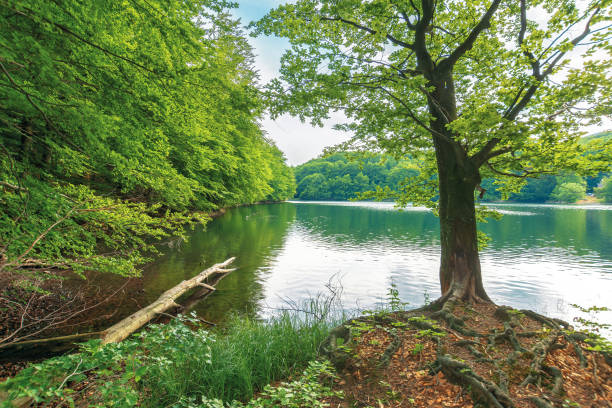 istock beech tree on the shore of a lake 1155941929