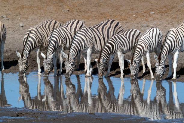 Plains zebra (Equus quagga) in Etosha National Park, Namibia.