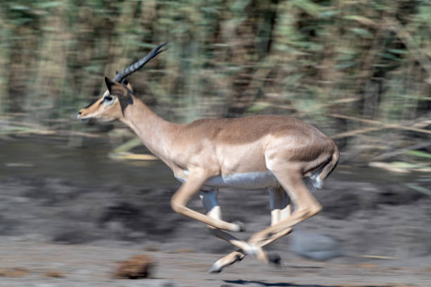 istock Running Female Impala, Etosha Nartional Park, Namibia 1155942027