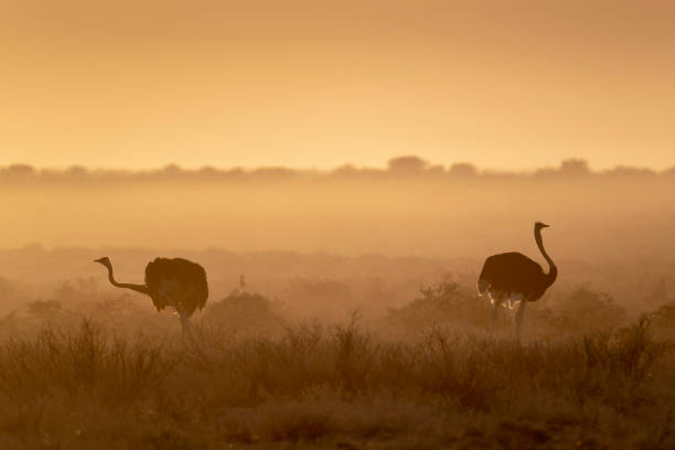 Ostrich at sunrise on safari in Africa
