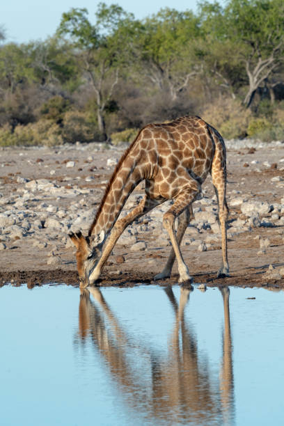 istock Vulnerable Giraffe Stance While Drinking, Etosha Nartional Park, Namibia 1155942122