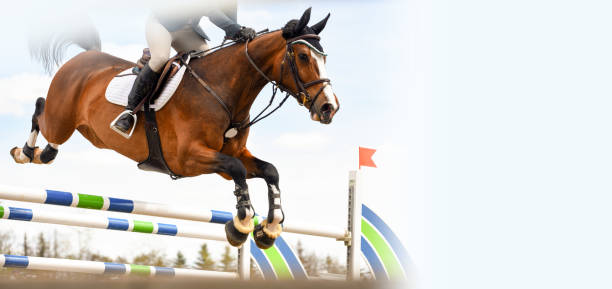 horse clears a jump during a show jumping competition - hurdling hurdle running track event imagens e fotografias de stock