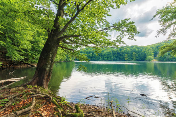 istock beech tree on the shore of a lake 1155942195