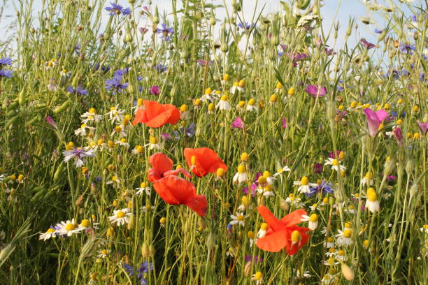 istock a variation of multi colored wildflowers in the verge in springtime 1155943376