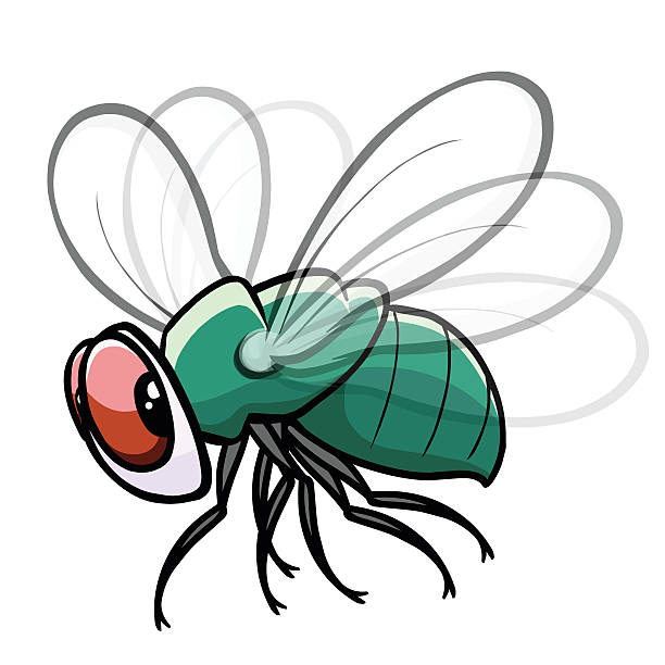 Colorful fly drawing with white background Green Fly, flying, flapping wings housefly stock illustrations