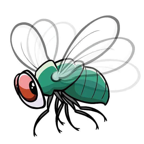 Vector illustration of Colorful fly drawing with white background
