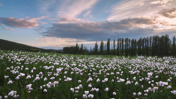 campo di papavero da oppio a treviño, burgos, spagna - poppy pink close up cut flowers foto e immagini stock