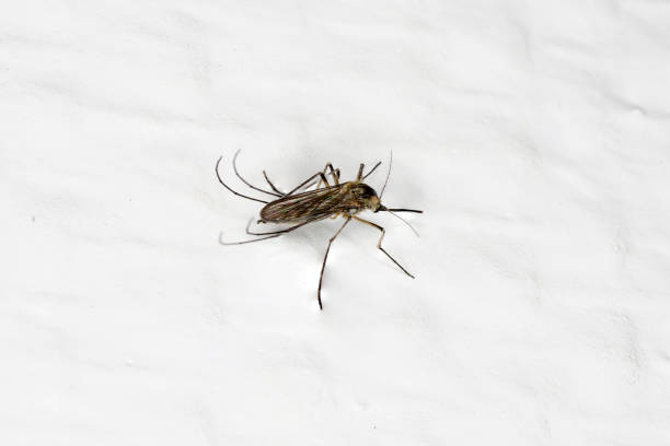 istock Mosquitoes from oviposition to death 1155947634