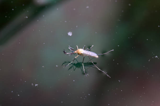 istock Mosquitoes from oviposition to death 1155947653