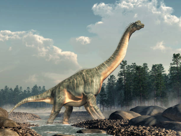 brachiosaurus dans un ruisseau - herbivore photos et images de collection