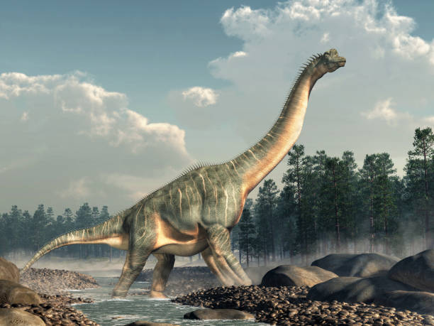 Brachiosaurus in a Stream Brachiosaurus was a sauropod dinosaur, one of the largest and most popular. It lived in during the Late Jurassic Period. Standing in a rocky stream. 3D Rendering biggest stock pictures, royalty-free photos & images