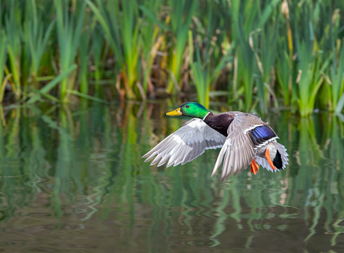 A male mallard landing on a pond.