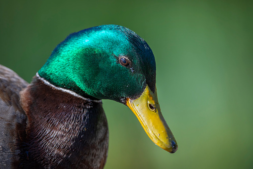 Close up headshot of a male mallard duck.