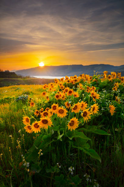 istock Columbia River Wildflowers Rowena. 1155949586