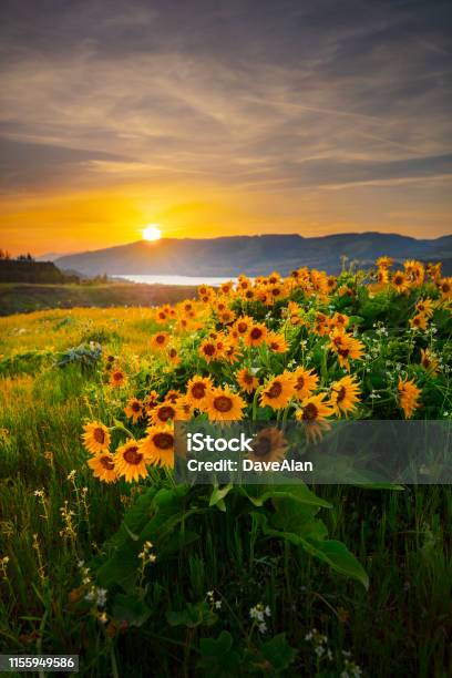 Columbia River Wildflowers Rowena Stock Photo - Download Image Now - Nature, Landscape - Scenery, Flower
