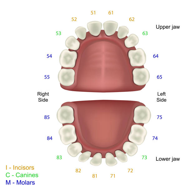 Milk tooth medical illustration, fdi tooth scheme infographic Milk tooth medical illustration, fdi tooth scheme infographic eps 10 kid body parts stock illustrations