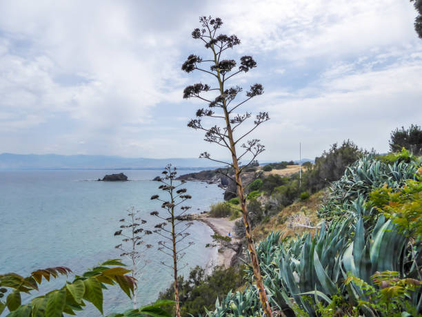 istock Cyprus - Exotic plants by the beach 1155949773