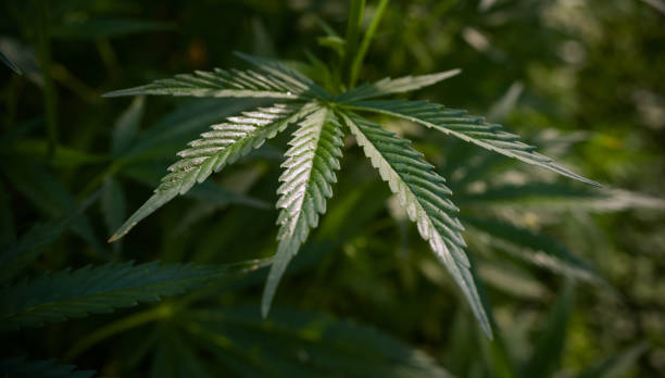 istock A cannabis leaf brightly lit by the sun on a natural background. 1155949995